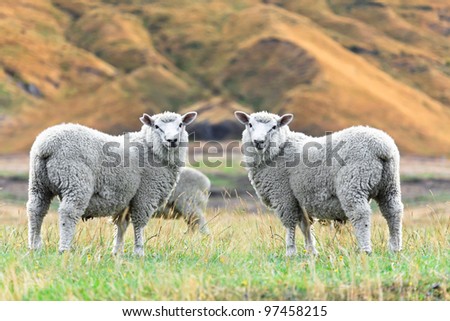 Flock of sheeps on the meadow