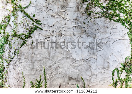 texture rough of cement wall and plant on wall