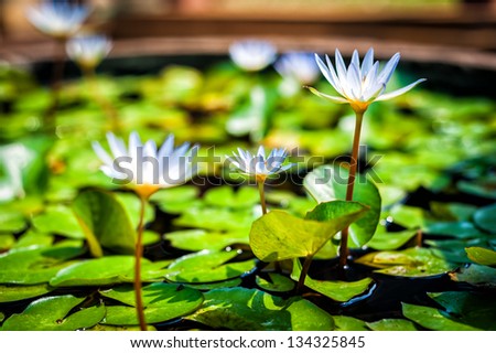lotus with green leaf in pond in day light time
