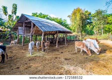 livestock in thailand cow eating straw in corral fence wood