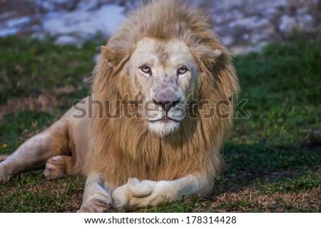 Big Albino Lion (front look close up) Lying on Grass
