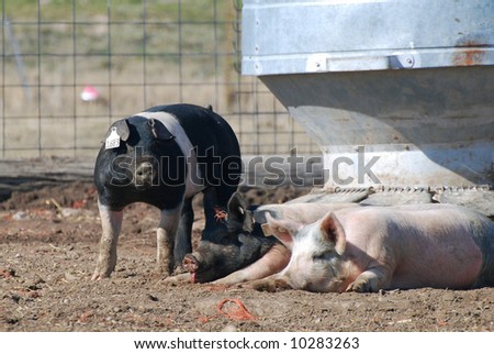Three pigs near feeder.