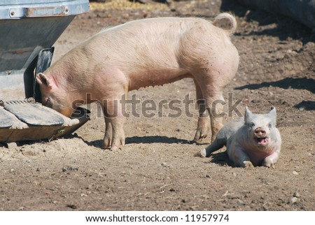 Pig eating with smaller pig laying on ground with mouth open.