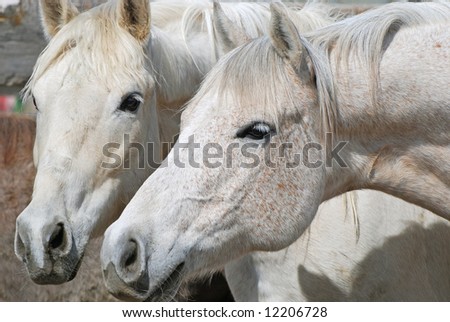 Two white horses putting their noses together.