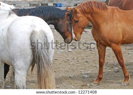 Two horses with their heads together getting ready to fight in an auction yard with other horses around.