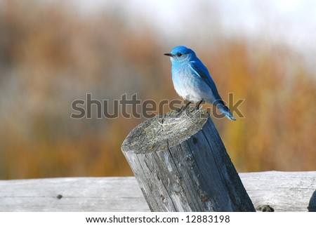 Small blue bird sitting on an old log fence post.