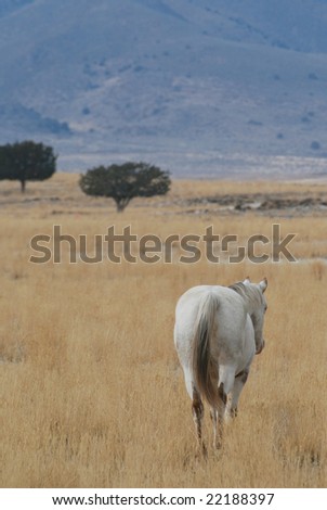 Horse walking away in the high desert range with his tail showing and copy space.