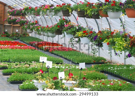 Hanging flowers inside greenhouse with other plants.