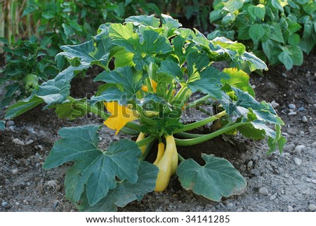 Yellow squash plant growing in a garden with green peppers and beans.