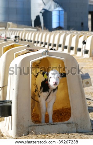 holstein dairy cow. stock photo : Holstein dairy