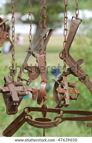 Old rusty animal traps hanging on display.