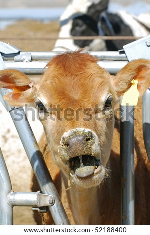 Jersey dairy calf with head in stanchion and mouth open showing chewed forage and saliva.