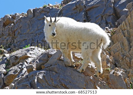 Rocky Mountain goat standing at a cliff on Mt Timpanogos, Utah.