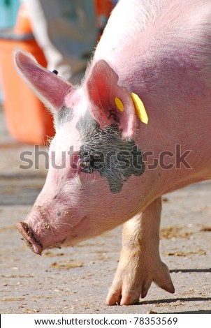 Side view of a pig up close with his foot stretched out.