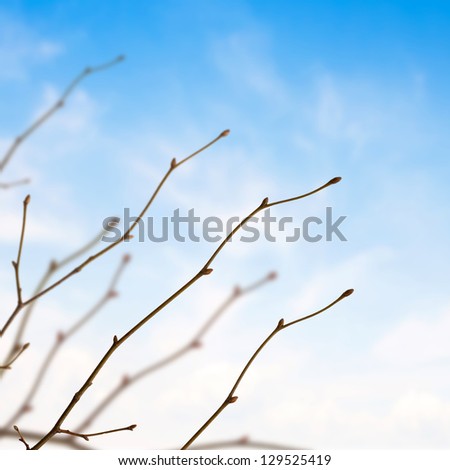 Spring brunches on sunny  sky background