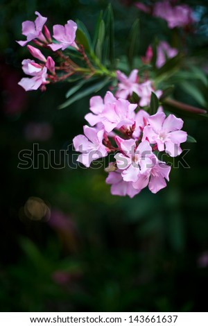 Tropic flower on green background