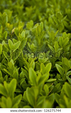 Closeup of green bushes with cobweb, background