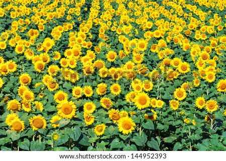 Sunflowers Field. Field of sunflowers in the summer