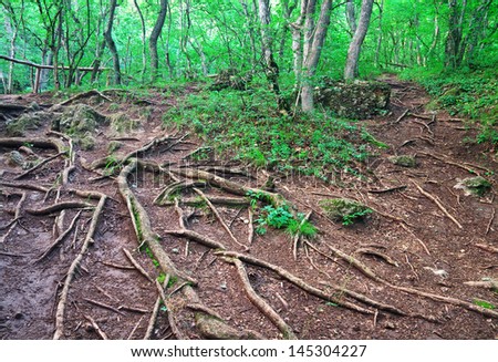 Roots of trees in the forest in the mountains of Crimea