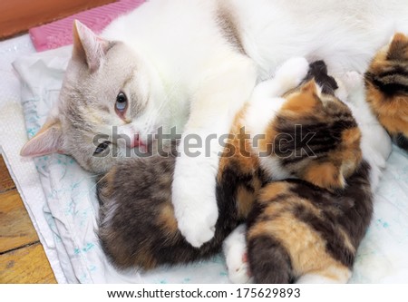 Adorable small kittens with mother cat. kittens suckling at mother cats nipples. Scottish cats