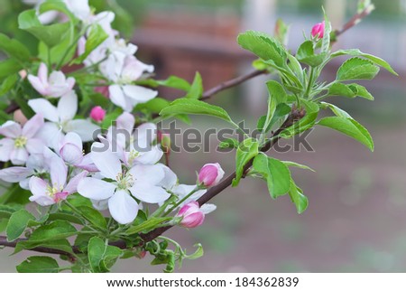 Apple blossoms in spring. Blossom apple tree