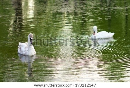 image of two swans on the city lake