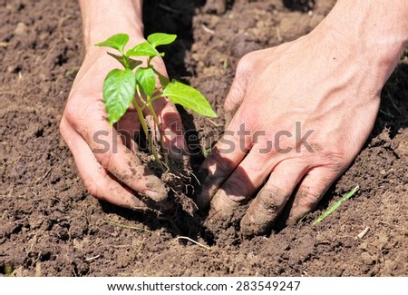 Dirty and muddy of male hands and ground plant