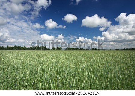 Beautiful landscape with field of rye and blue sky with clouds. Belarus