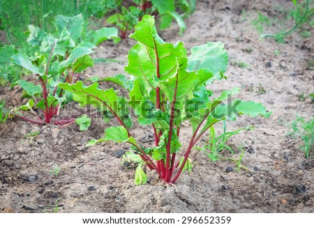 Growing beetroot on the vegetable bed. Leaves beetroot on a bed