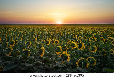 Sunflower fields in warm evening light. Digital composite of a sunrise over a field of golden yellow sunflowers.