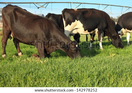 Dairy cows grazing in a lucerne field with an irrigation system in the background
