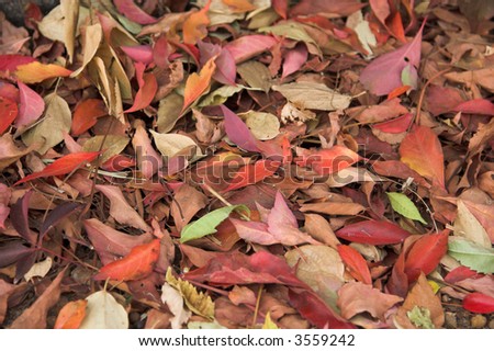 An array of fallen autumn leaves on the ground. The leaves are multi-colored.