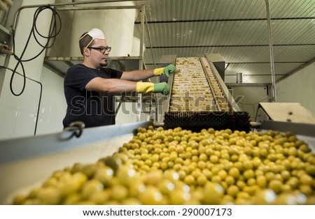 Candid photos of realistic man man working in olives factory, near to sieve