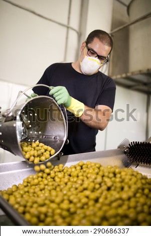 Candid photos of   man working in olives factory