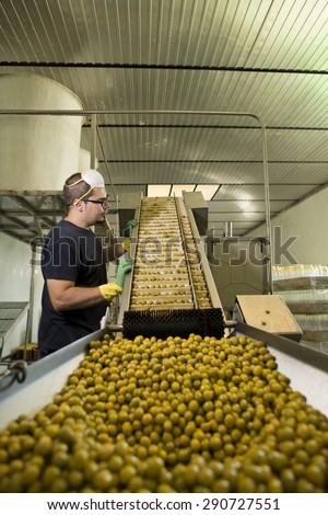 Candid photos of   man working in olives factory, near to sieve