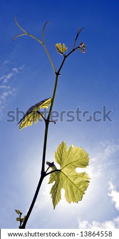 Twigs of a grape vine, backlit by the sun on a summer afternoon, with the fresh grapes forming and growing.