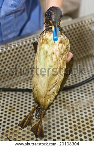 NETHERLANDS - OCT 9: An oil contaminated guillemot is cleaned at a local bird santuary October 9, 2008 in northern Netherlands.