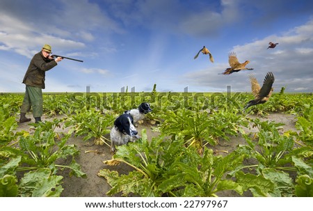 Hunting scene with a single shooter, aiming at four pheasants flying away whilst two spaniels are attentively waiting