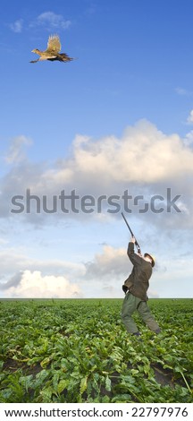 A hunter, aiming above his head at a pheasant hen, flying away in a sugar beet field