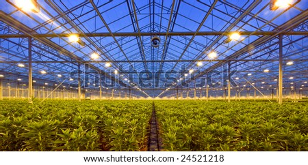 A glasshouse, growing lilies, at dusk, with an intricate and complex environmental control system