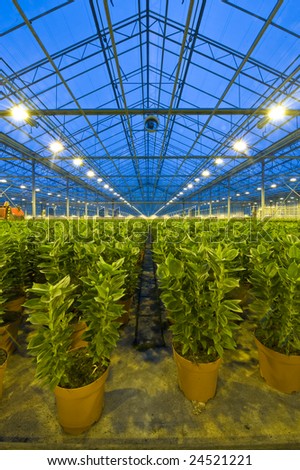 Endless rows of potted lilies in a glasshouse, with a ventilator for climate control attached to one of the roof girders