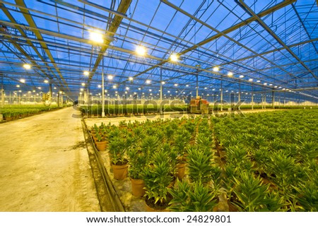 A huge glasshouse with the wide transport lanes trough the fields of potted lilies at night