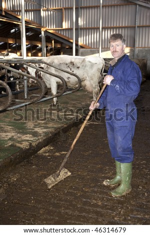Farmer working to clean the floor in a stable, with live cattle - cows - in the background