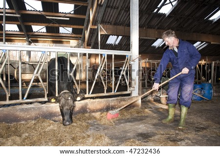 Farmer cleaning a modern stable, while one of his cows is eating
