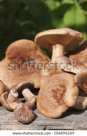 many fresh red-brown milk mushrooms outdoor