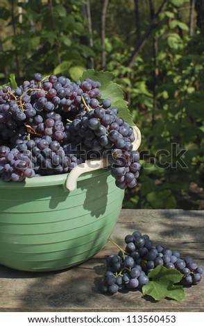 sweet ripe grape for wine outdoor