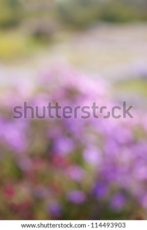 autumn flowers based  blur background