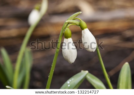 Two and one snowdrops, odd man out concept