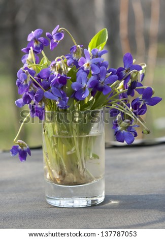 violets bouquet at blur spring background