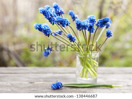 muscari (grape hyacinths) bouquet  on  table in  spring garden, shallow depth of field